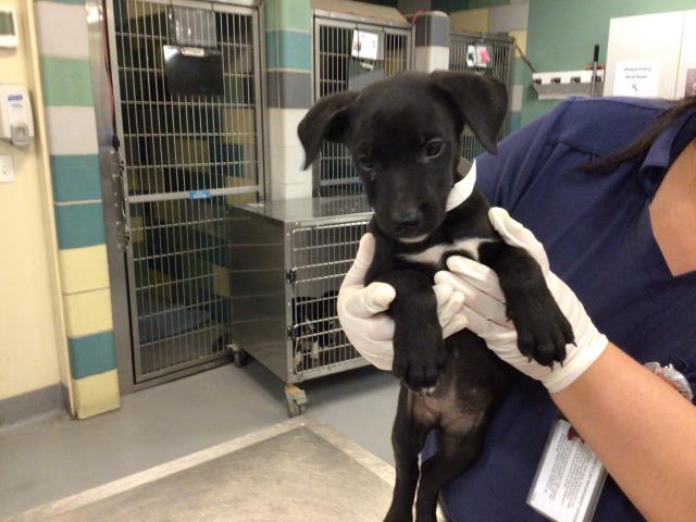 Shelter Stray Female Dog last seen Near BLOCK SAN TIMOTEO RD, REDLANDS, CA, 581 S Grand Ave, San Jacinto, CA 92582, USA