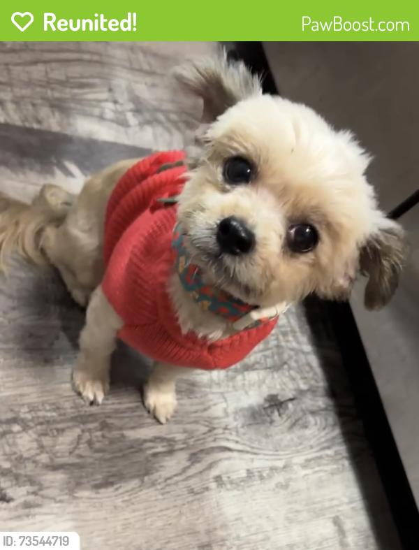 Reunited Female Dog last seen Near Kingsport Dr, Riverside, CA 92506 United States, Riverside, CA 92506