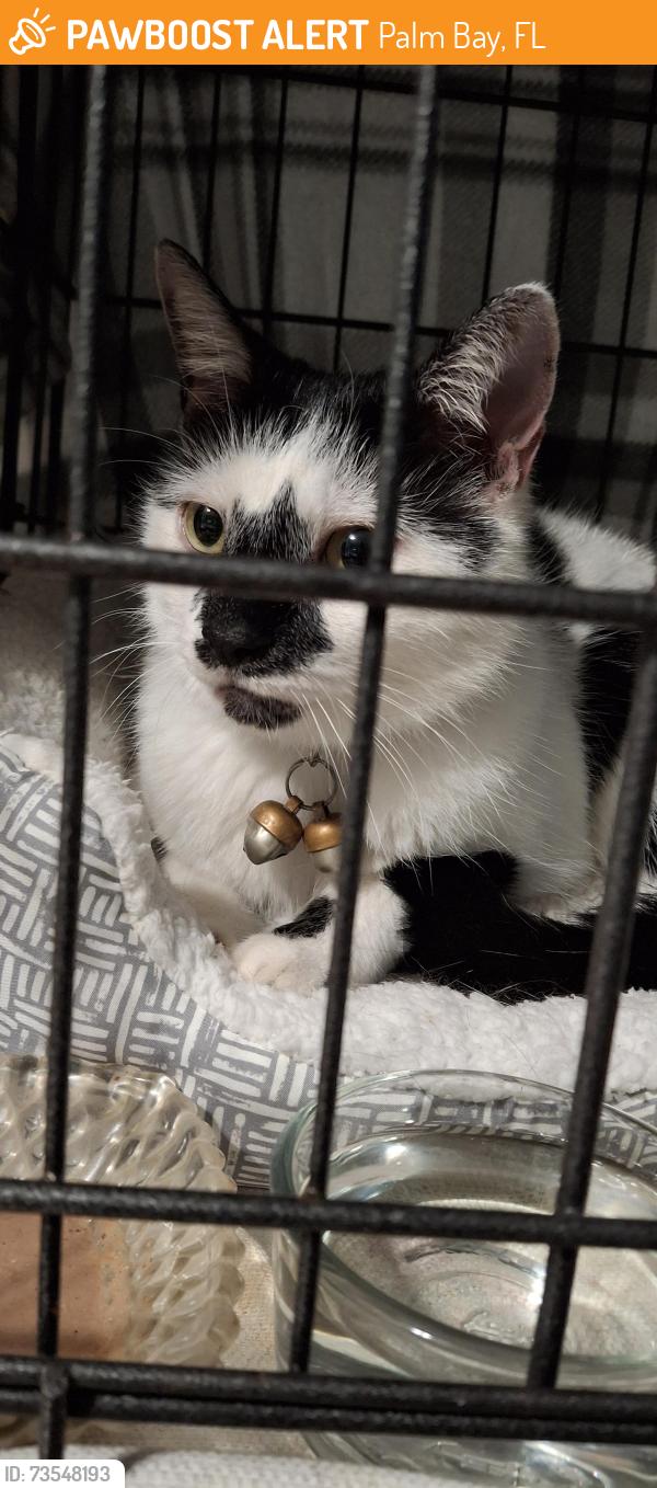 Found/Stray Female Cat last seen Port Malabar Blvd north of Par, Palm Bay Fl, Palm Bay, FL 32905