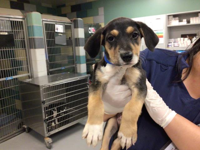 Shelter Stray Male Dog last seen Near BLOCK SAN TIMOTEO RD, REDLANDS, CA, 581 S Grand Ave, San Jacinto, CA 92582, USA
