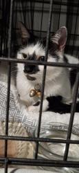Found/Stray Female Cat last seen Port Malabar Blvd north of Par, Palm Bay Fl, Palm Bay, FL 32905