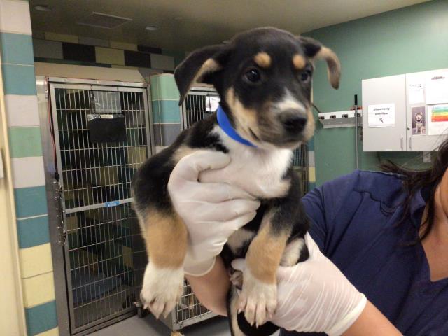 Shelter Stray Male Dog last seen Near BLOCK SAN TIMOTEO RD, REDLANDS, CA, 581 S Grand Ave, San Jacinto, CA 92582, USA