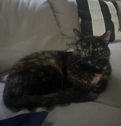 Lost Female Cat last seen 78th St, Hwy 5, Chanhassen, MN 55317