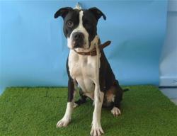 Shelter Stray Male Dog last seen , 216 W Victoria St, Gardena, CA 90248, USA