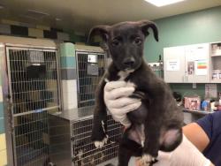 Shelter Stray Male Dog last seen Near BLOCK SAN TIMOTEO RD, REDLANDS, CA, 581 S Grand Ave, San Jacinto, CA 92582, USA