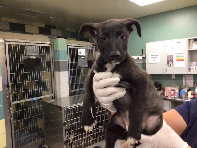 Shelter Stray Male Dog last seen Near BLOCK SAN TIMOTEO RD, REDLANDS, CA, 581 S Grand Ave, San Jacinto, CA 92582, USA