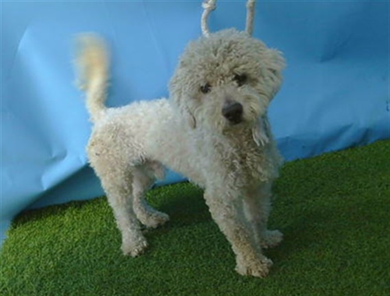 Shelter Stray Male Dog last seen , 216 W Victoria St, Gardena, CA 90248, USA