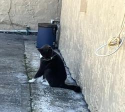 Reunited Female Cat last seen Us 19 highway N, New Port Richey, FL 34652
