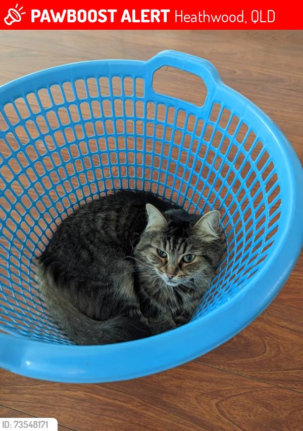 Lost Female Cat last seen Near Juniper Street Heathwood Qld 4110, Heathwood, QLD 4110