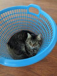 Lost Female Cat last seen Near Juniper Street Heathwood Qld 4110, Heathwood, QLD 4110