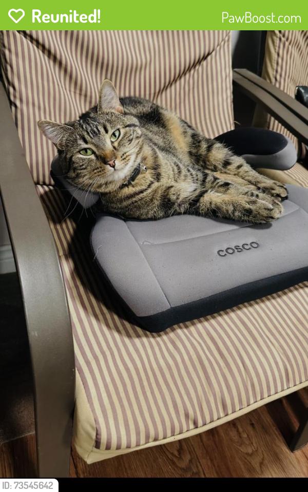 Reunited Female Cat last seen Near tower St Dieppe, Dieppe, NB E1A 2G5