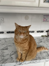 Lost Male Cat last seen West derby, Merseyside, England L12 9HZ
