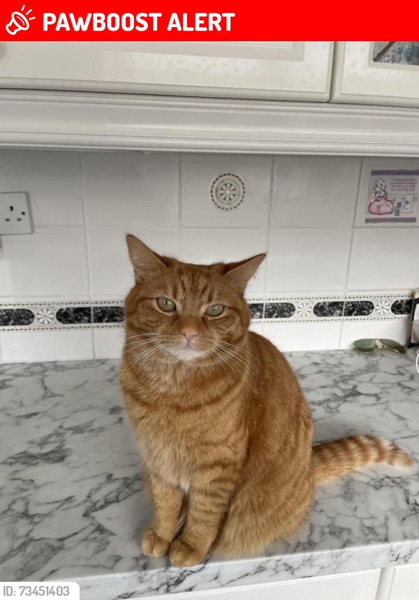 Lost Male Cat last seen West derby, Merseyside, England L12 9HZ