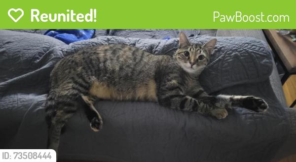 Reunited Female Cat last seen Aldi on elm springs across from walmart, Springdale, AR 72762