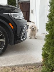 Reunited Female Dog last seen Taffy Way, Hogget Ford, Nashville, TN 37076
