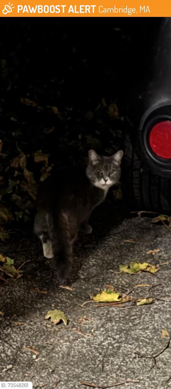 Found/Stray Unknown Cat last seen Near Sherman St, Cambridge, MA 02138