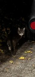 Found/Stray Unknown Cat last seen Near Sherman St, Cambridge, MA 02138