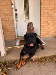 Lost Male Dog last seen Cindy park, Burleson, TX 76028