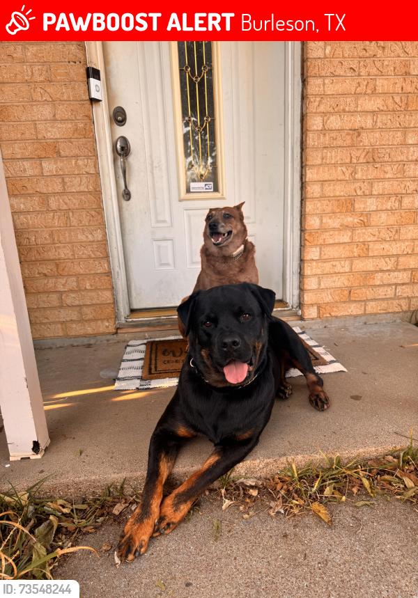 Lost Male Dog last seen Cindy park, Burleson, TX 76028