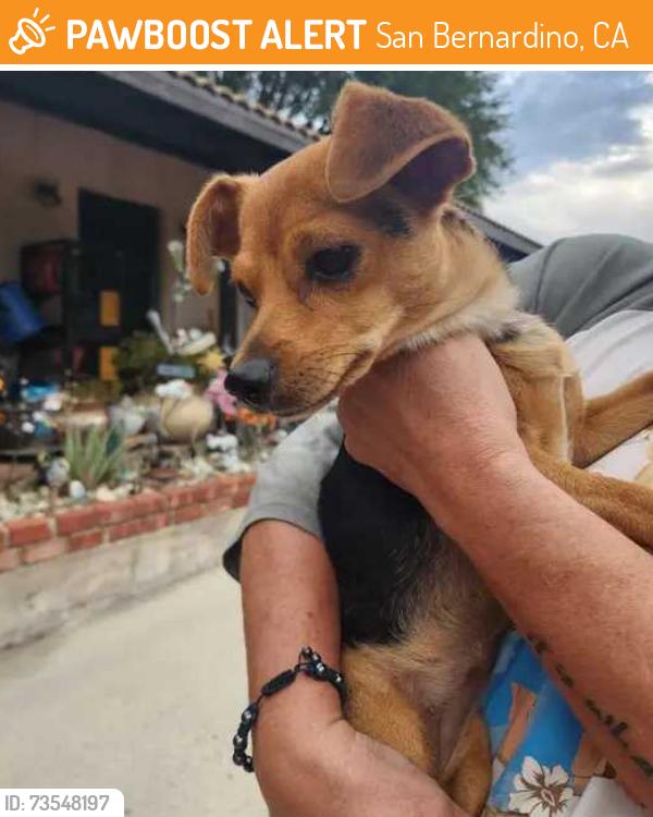 Found/Stray Female Dog last seen N. Mountain View below 54th, San Bernardino, CA, San Bernardino, CA 92401