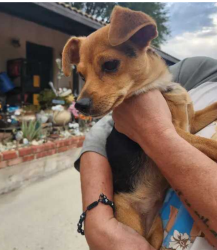 Found/Stray Female Dog last seen N. Mountain View below 54th, San Bernardino, CA, San Bernardino, CA 92401