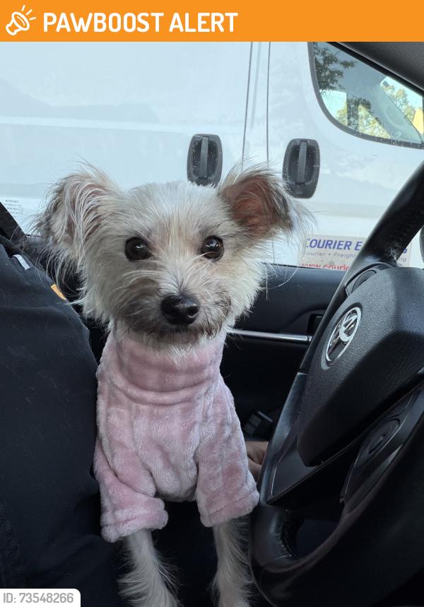 Found/Stray Male Dog last seen Walmart, Winters Chapel Rd, GA 30360