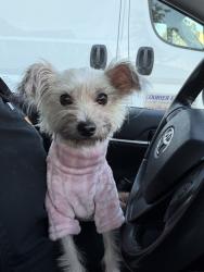 Found/Stray Male Dog last seen Walmart, Winters Chapel Rd, GA 30360