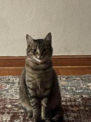 Reunited Female Cat last seen Afghan Kabob hse, St. Louis, MO 63139