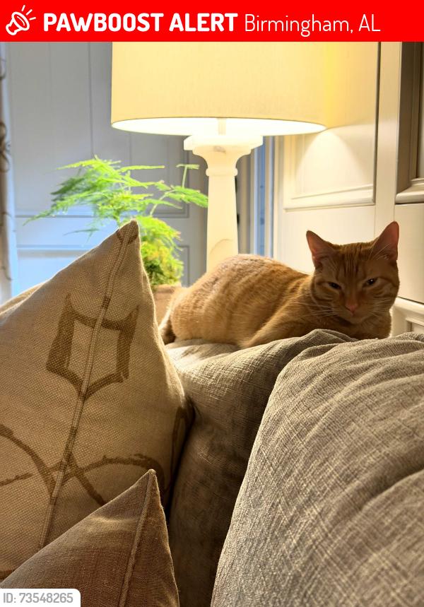 Lost Female Cat last seen Oldbrook trail, Birmingham, AL 35243