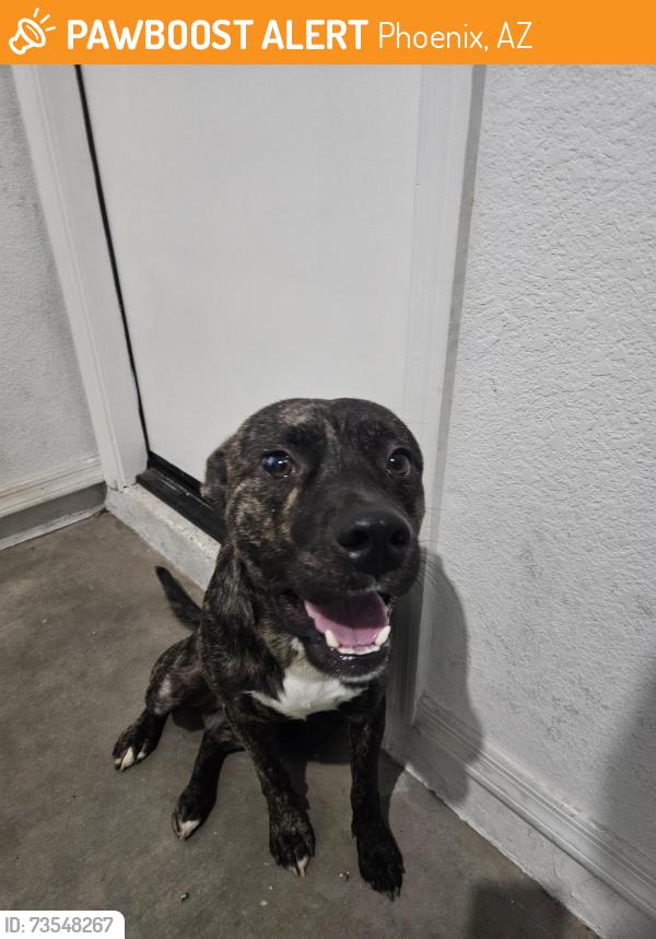 Found/Stray Male Dog last seen 67th Ave, Phoenix, AZ 85042