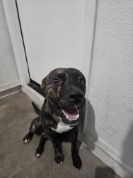 Found/Stray Male Dog last seen 67th Ave, Phoenix, AZ 85042