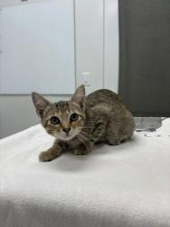 Shelter Stray Female Cat last seen Near Wyoming St, 64112, MO, 7077 Elmwood Ave, Kansas City, MO 64132, USA