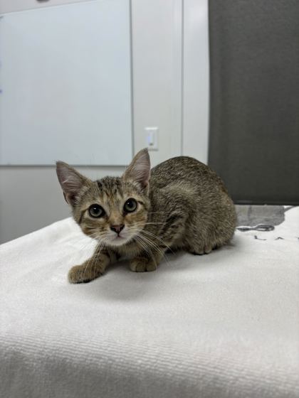 Shelter Stray Female Cat last seen Near Wyoming St, 64112, MO, 7077 Elmwood Ave, Kansas City, MO 64132, USA