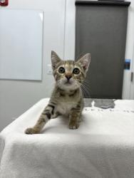Shelter Stray Female Cat last seen Near Wyoming St, 64112, MO, 7077 Elmwood Ave, Kansas City, MO 64132, USA