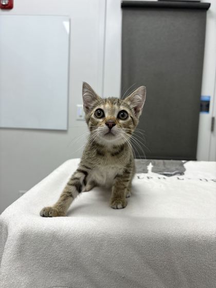 Shelter Stray Female Cat last seen Near Wyoming St, 64112, MO, 7077 Elmwood Ave, Kansas City, MO 64132, USA