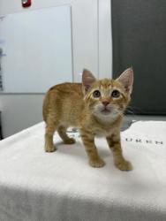 Shelter Stray Male Cat last seen Near Wyoming St, 64112, MO, 7077 Elmwood Ave, Kansas City, MO 64132, USA