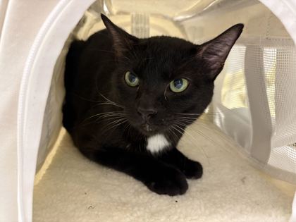 Shelter Stray Male Cat last seen E 70th St and South Benton Ave, 64132, MO, 7077 Elmwood Ave, Kansas City, MO 64132, USA