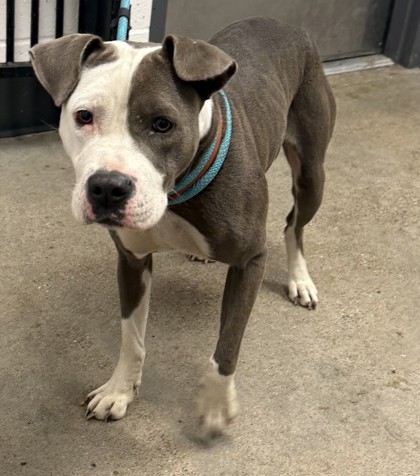 Shelter Stray Female Dog last seen Near E 133, 4th District, OH, 9203 Detroit Ave, Cleveland, OH 44102, USA