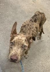Shelter Stray Female Dog last seen Near E 52, 4th District, OH, 9203 Detroit Ave, Cleveland, OH 44102, USA