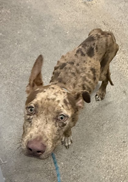 Shelter Stray Female Dog last seen Near E 52, 4th District, OH, 9203 Detroit Ave, Cleveland, OH 44102, USA