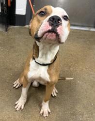 Shelter Stray Male Dog last seen Near E 78, 5th District, OH, 9203 Detroit Ave, Cleveland, OH 44102, USA