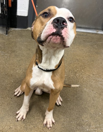 Shelter Stray Male Dog last seen Near E 78, 5th District, OH, 9203 Detroit Ave, Cleveland, OH 44102, USA