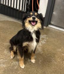 Shelter Stray Female Dog last seen Near E 78, 5th District, OH, 9203 Detroit Ave, Cleveland, OH 44102, USA