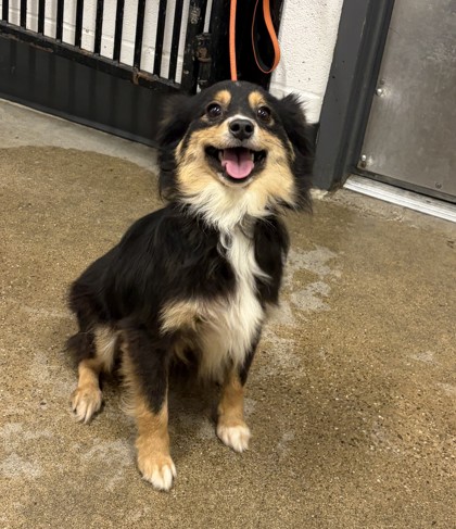Shelter Stray Female Dog last seen Near E 78, 5th District, OH, 9203 Detroit Ave, Cleveland, OH 44102, USA