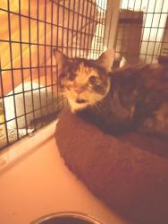 Shelter Stray Female Cat last seen Near New York, 4th District, OH, 9203 Detroit Ave, Cleveland, OH 44102, USA