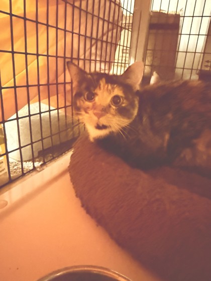 Shelter Stray Female Cat last seen Near New York, 4th District, OH, 9203 Detroit Ave, Cleveland, OH 44102, USA
