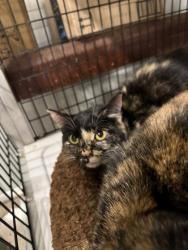 Shelter Stray Female Cat last seen Near New York, 4th District, OH, 9203 Detroit Ave, Cleveland, OH 44102, USA
