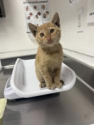 Shelter Stray Female Cat last seen Near Railroad Ave, Oakland, CA, 1101 29th Ave, Oakland, CA 94601, USA