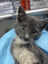 Shelter Stray Male Cat last seen Oakland Airport, Oakland,, 1101 29th Ave, Oakland, CA 94601, USA