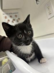 Shelter Stray Male Cat last seen Near e 20th st, Oakland, CA, 1101 29th Ave, Oakland, CA 94601, USA